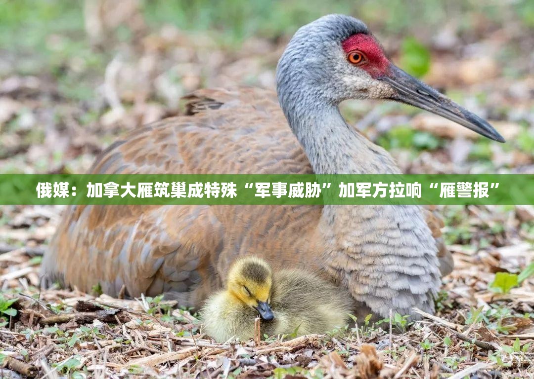 俄媒：加拿大雁筑巢成特殊“军事威胁”加军方拉响“雁警报”